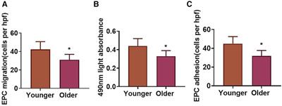Age-associated declined function of endothelial progenitor cells and its correlation with plasma IL-18 or IL-23 concentrations in patients with ST-segment elevation myocardial infarction